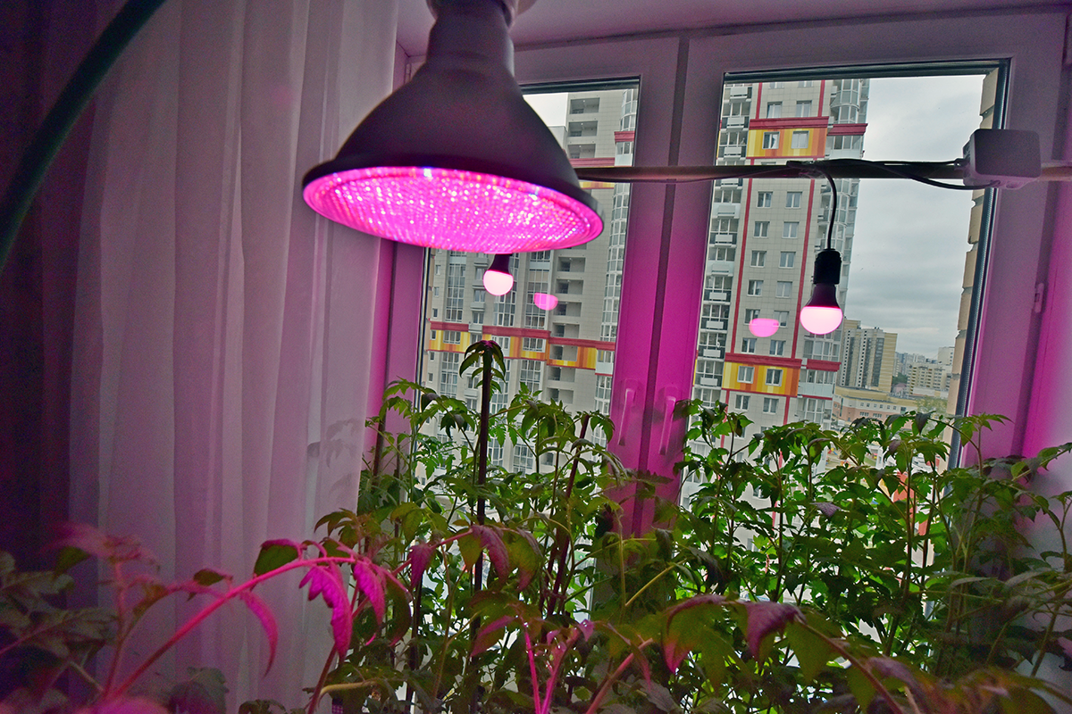 Розовая лампа для растений для чего. Лампа досвечивания растений. Фитолампа с красным спектром. Фитолампа е27. Фитолампа для растений ASD/Inhome 15в ЛОН а60 е27.
